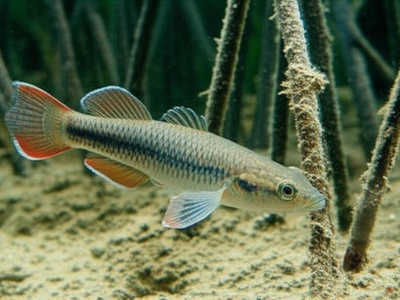Chiriqui Killifish
