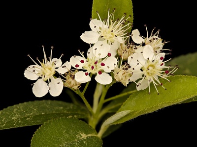 Chokeberry (black chokeberry)
