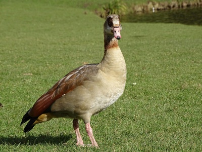 Chukar Partridge