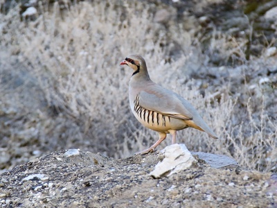 Chukar Partridge