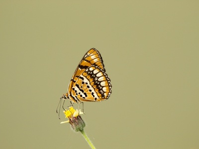 Chuuk Monarch