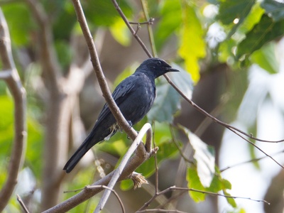 Cicadabird