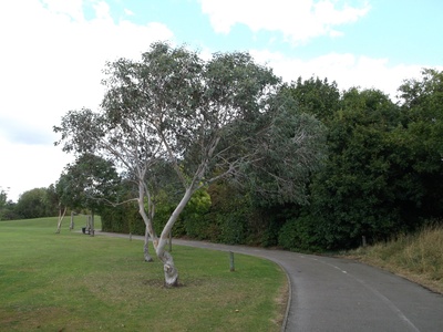 Cider Gum