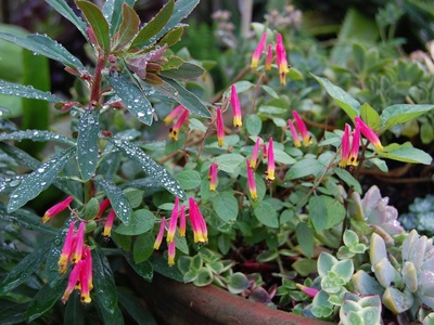 Cigar Plant