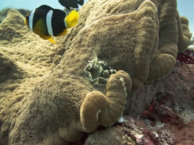Clark's anemonefish
