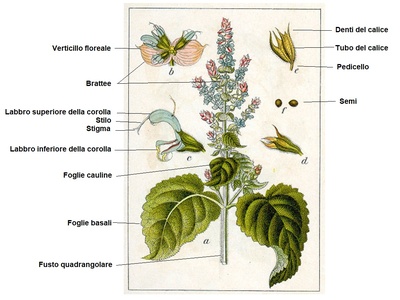 Clary Sage