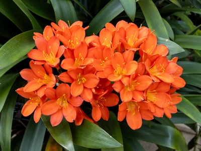 Clivia