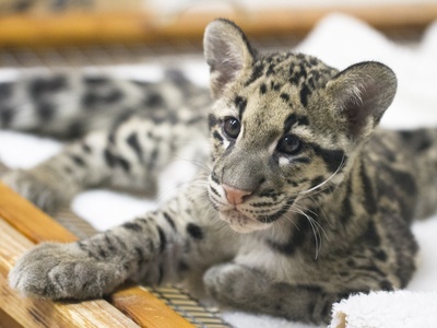Clouded leopard