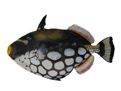 Clown Triggerfish