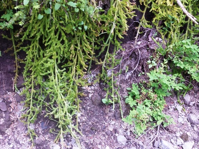 Clubmoss