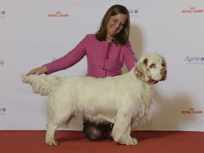 Clumber Spaniel