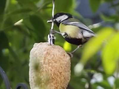 Coal Tit