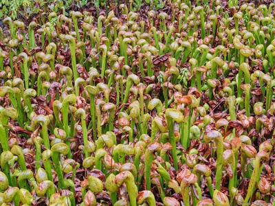 Cobra Lily