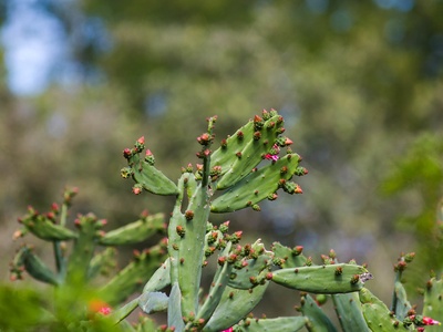 Cochineal Nopal Cactus