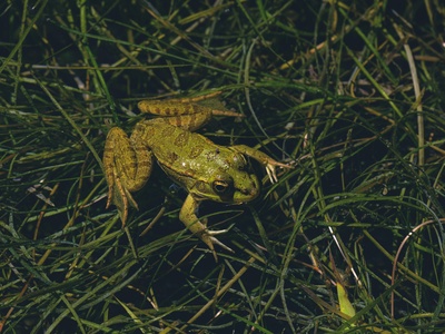 Cochran's Running Frog