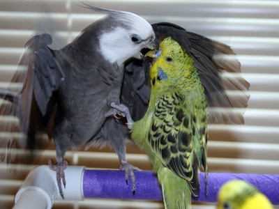 Cockatiel
