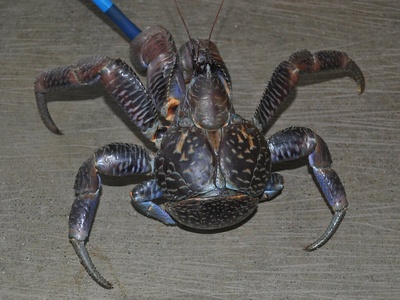 Coconut crab