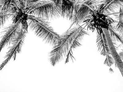 Coconut Palm