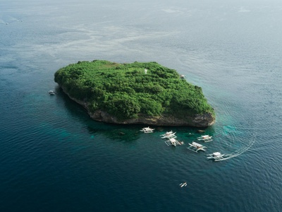 Coiba Island Agouti