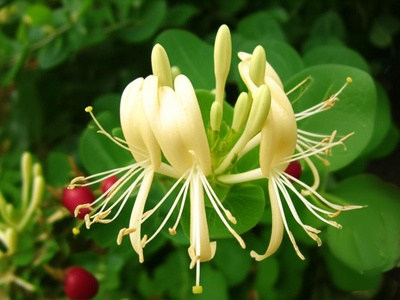 Coinleaf Honeysuckle
