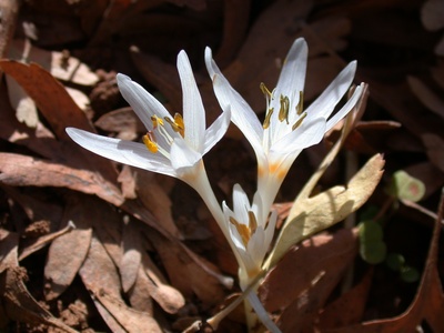 Colchicum