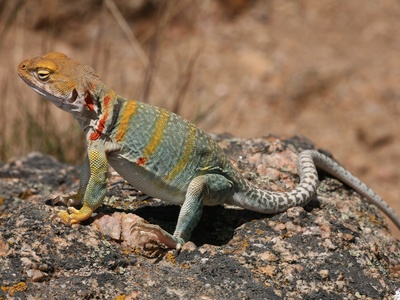 Collared Lizard