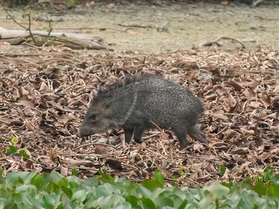 Collared peccary
