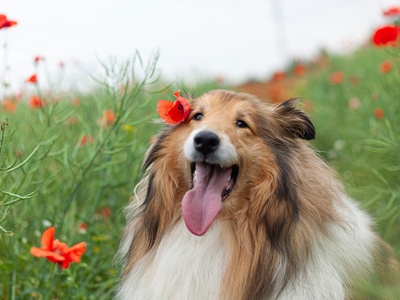 Collie