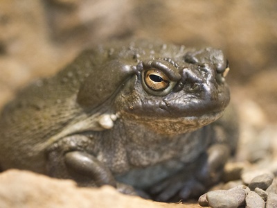 Colorado River Toad