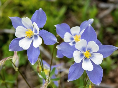 Columbine