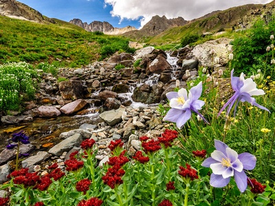 Columbine