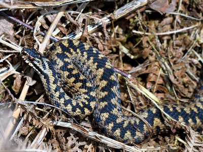 Common Adder
