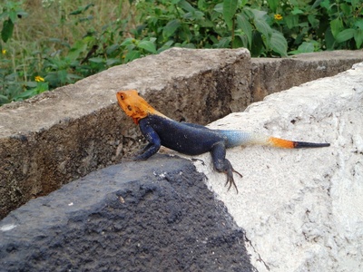 Common Agama (blue-headed males)