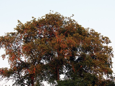 Common ash