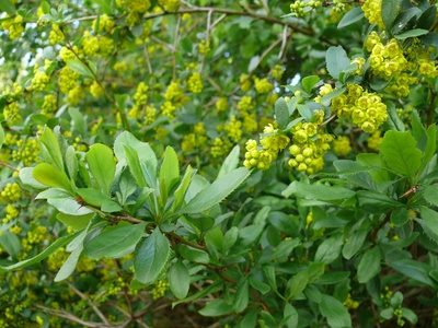 Common barberry