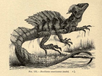 Common Basilisk