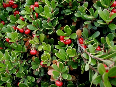 Common Bearberry