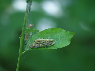 Common Beech