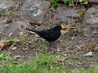 Common Blackbird