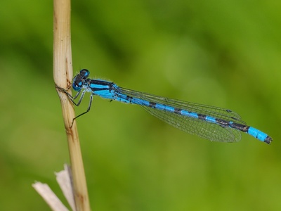Common blue damselfly