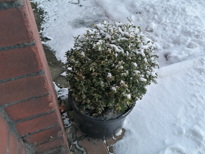 Common Boxwood