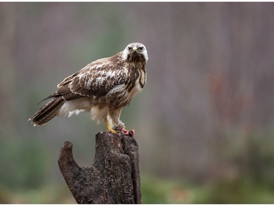 Common buzzard