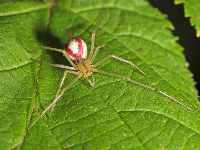 Common Candy-striped Spider