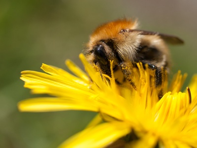 Common Carder Bee