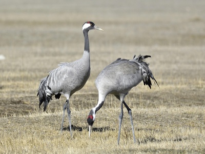 Common Crane