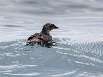 Common Diving Petrel