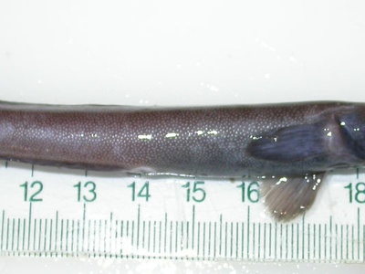 Common eelpout (viviparous)