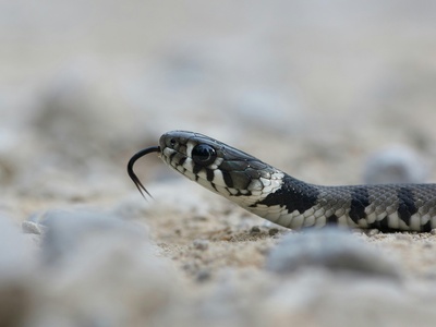 Common European Viper