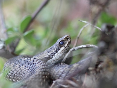 Common European Viper