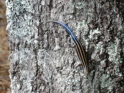 Common Five-lined Skink (juvenile)
